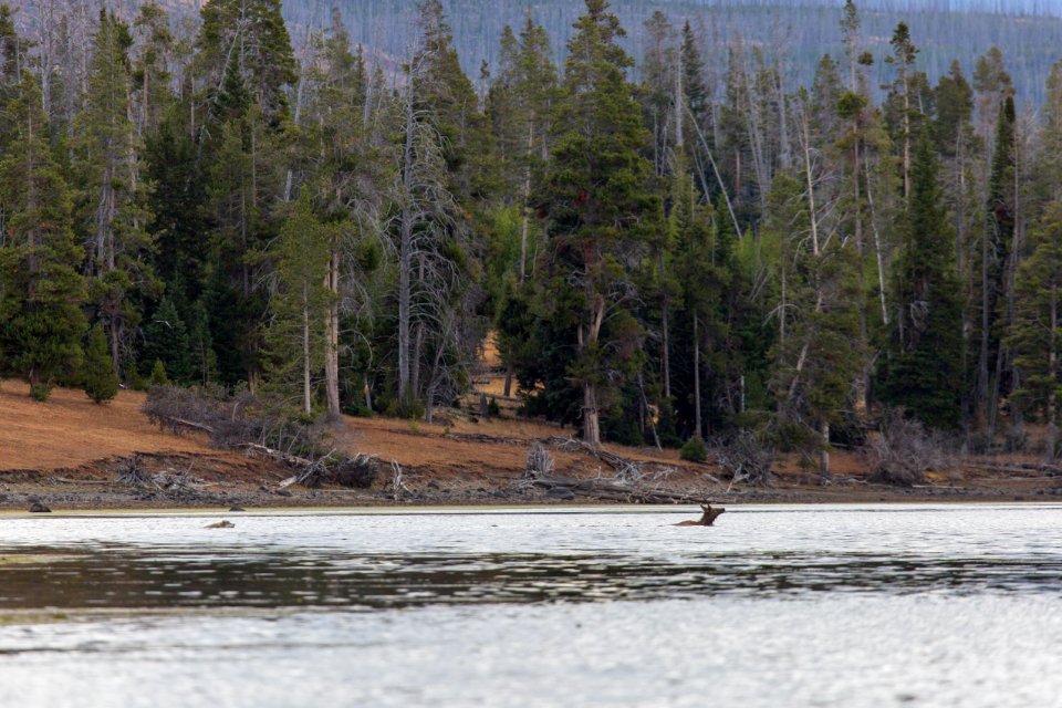 Wolves testing an elk, Yellowstone Lake