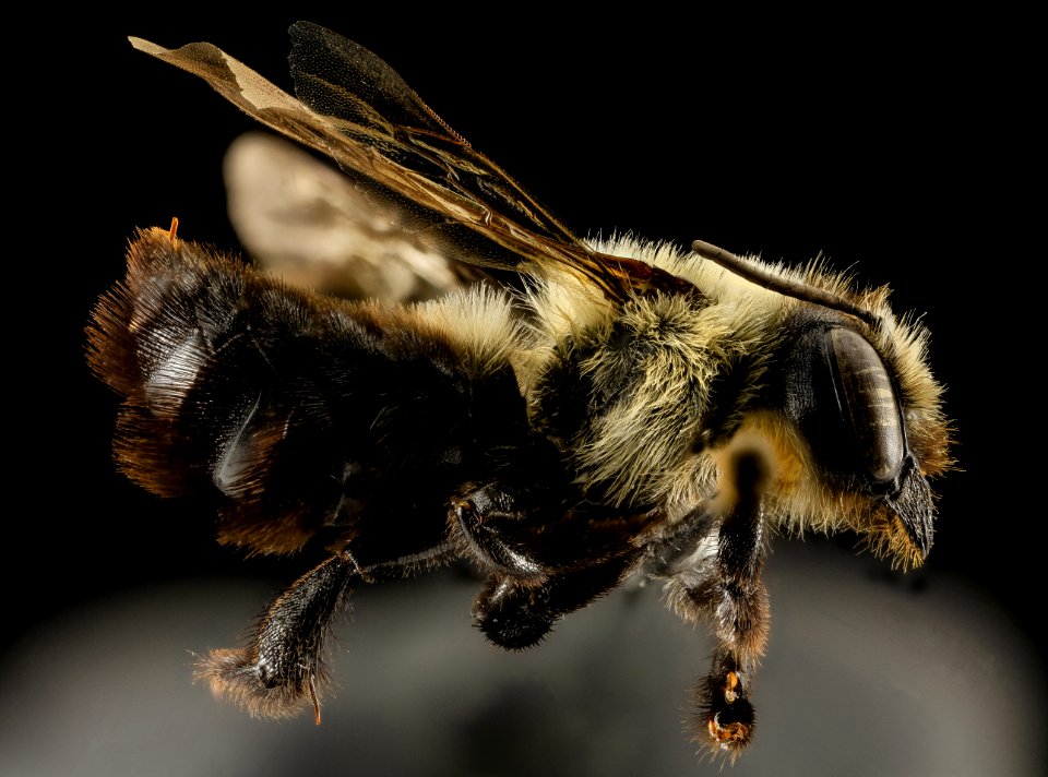 Megachile gemula, F, Side, PG county, MD 2014-01-30-10.55.37 ZS PMax
