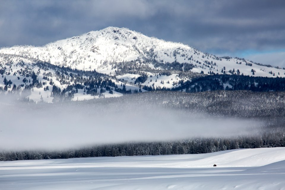 Lone bison, Hayden Valley photo