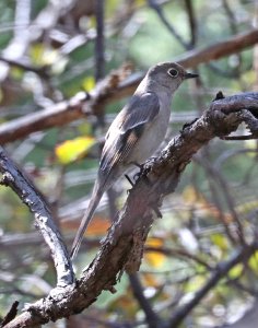 737 - TOWNSEND'S SOLITAIRE (3-22-2010) copper canyon, huachuca mts, cochise co, az -01