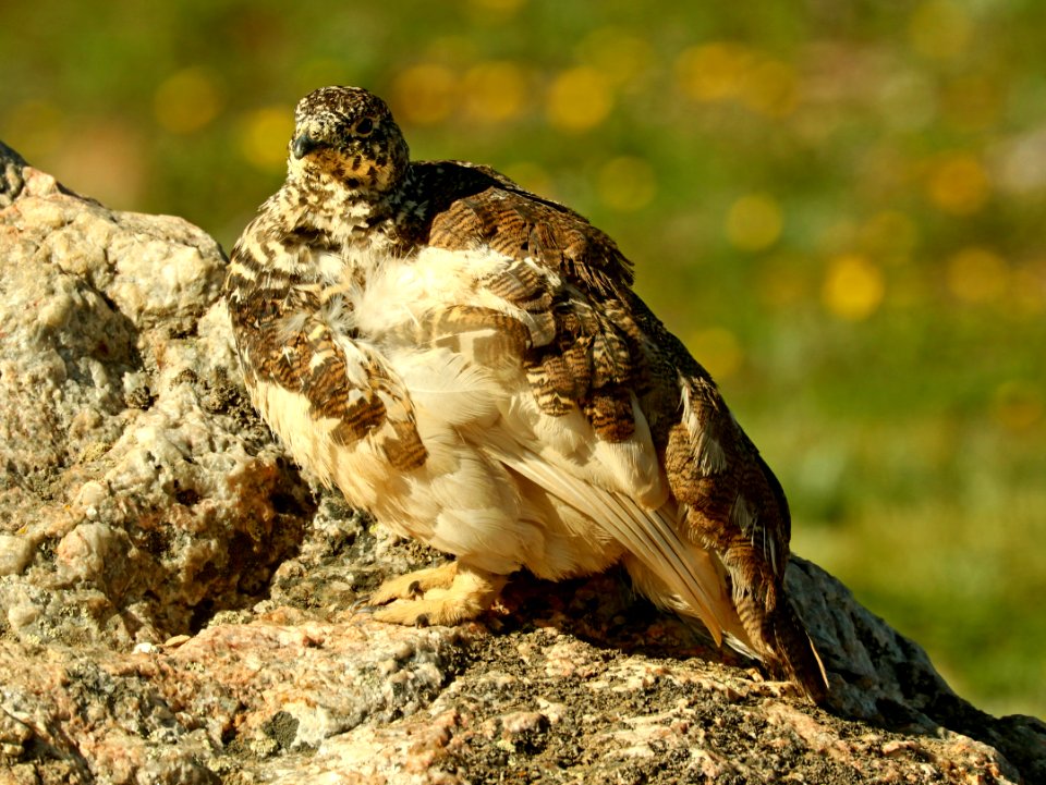 083 - WHITE-TAILED PTARMIGAN (7-12-2019) medicine bow bend, rock mt national park, grand co, co -03