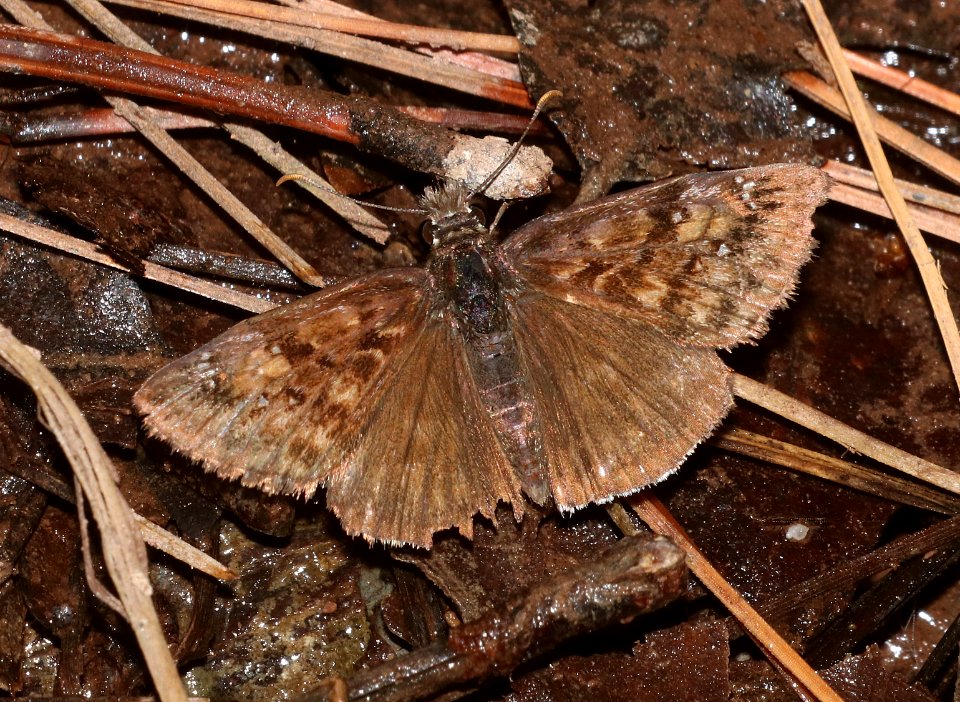DUSKYWING, PACUVIUS or SCUDDER'S (Erynnis pacuvius or scudderi) (7-7-2020) 7530 ft, sawmill spring, carr peak area, huachuca mts, cochise co, az -04