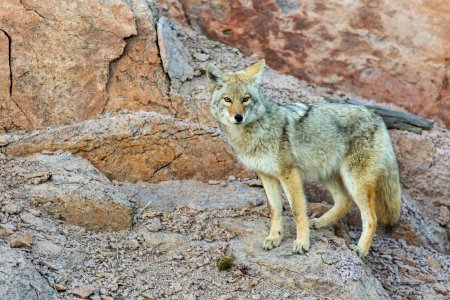 Coyote near Madison