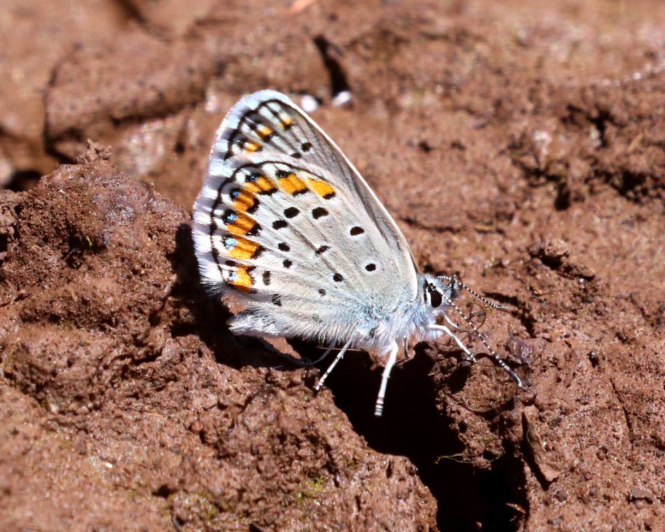 BLUE, MELISSA (Plebejus melissa) (6-18-2020) 7900 ft, hall's tank #3, greene's mt area, apache co, az -09