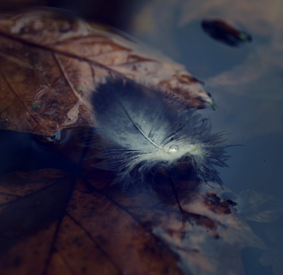 Park water autumn forest