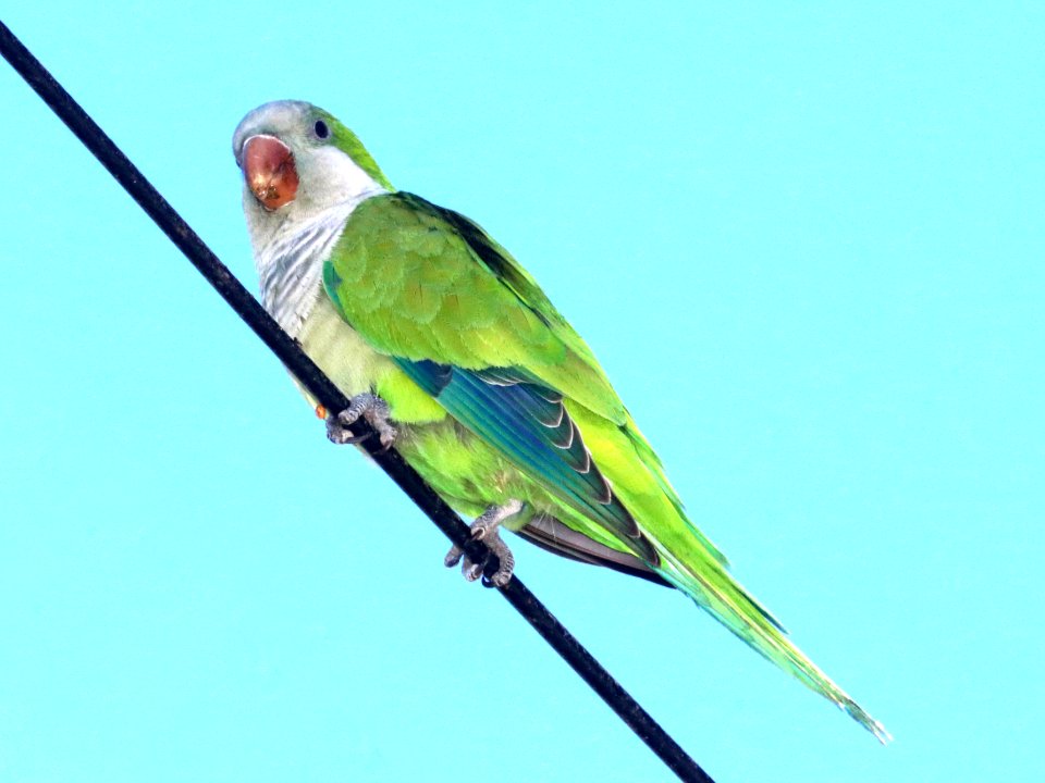 559 - MONK PARAKEET (10-31-2020) hidalgo pump station, hidalgo, hidalgo co, tx -10