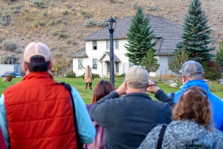 Watching the elk rut in Mammoth from a safe distance