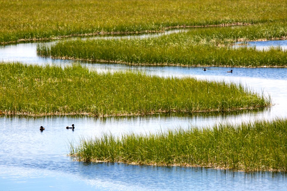 Lesser scaups near Swan Lake