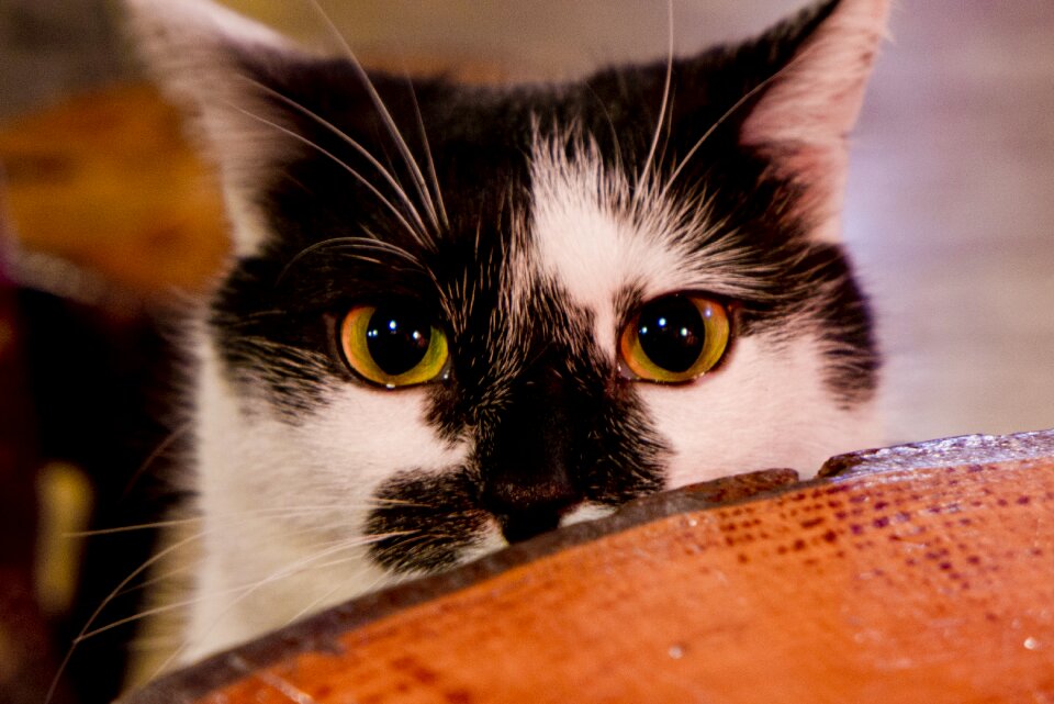 Pet animal animals