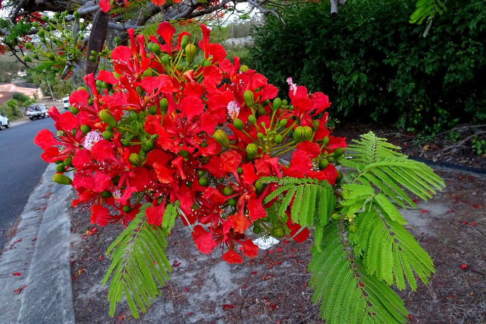 Street tree - Poinciana