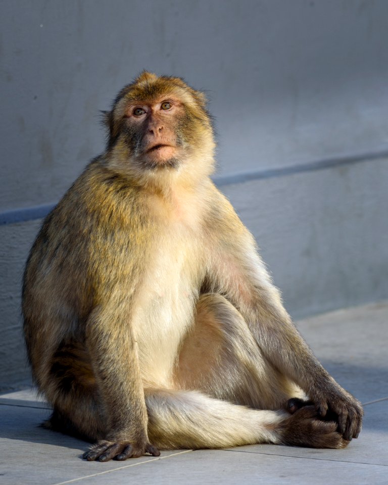 Barbary Ape, Gibraltar