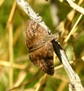 DUSKYWING, MERIDIAN (Erynnis meridianus) (10-3-2019) rte 59, bradshaw mts, yavapai co, az -01