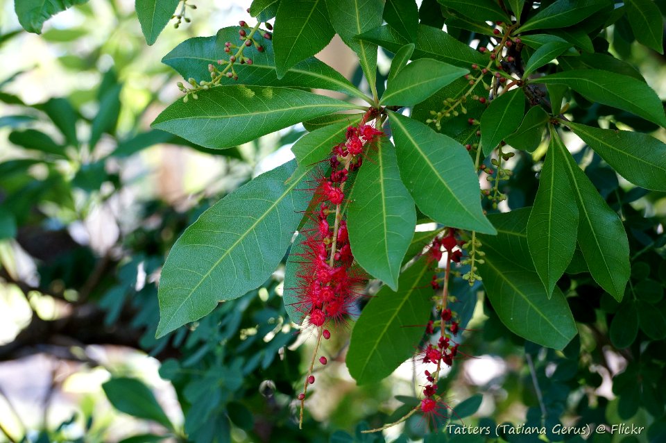 Barringtonia acutangula