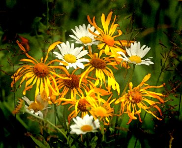 FLOWER (8-14-2019) 9100 ft, hannigan meadow, apache-sitgreaves nat for, greenlee co, az -02 PHOTOSHOP WATERCOLOR