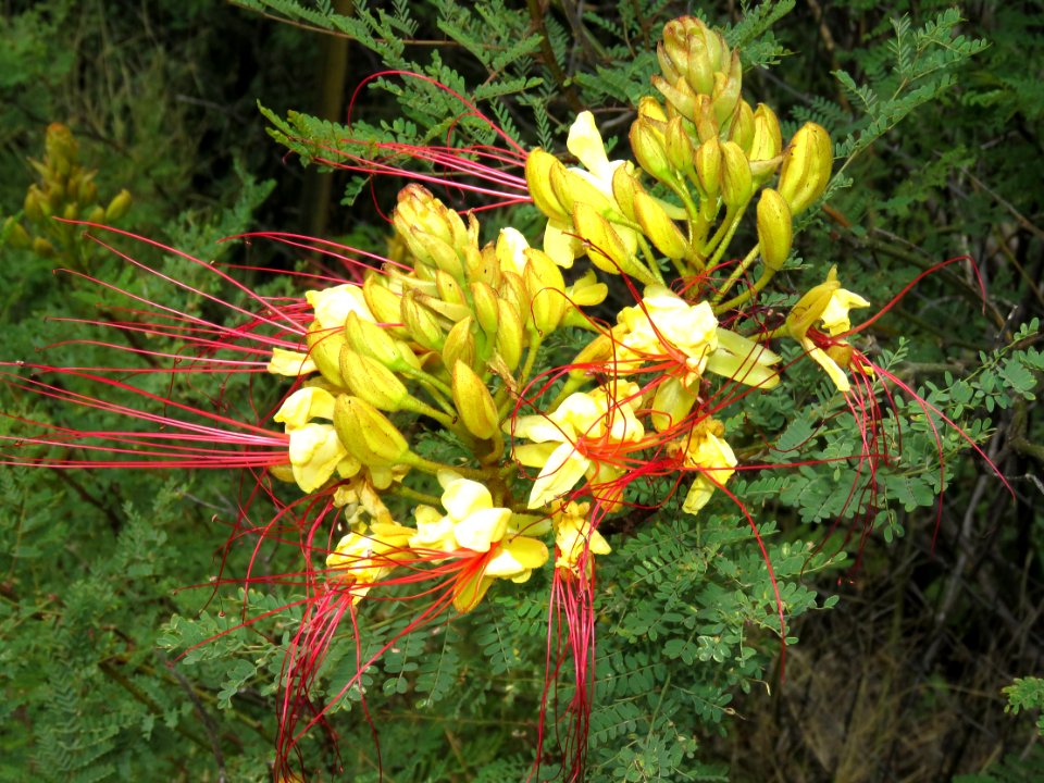 MEXICAN BIRD OF PARADISE (Caesalpinia mexicana) (5-9-2020) hereford, cochise co, az -01