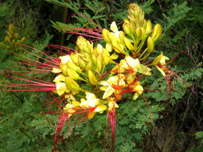 MEXICAN BIRD OF PARADISE (Caesalpinia mexicana) (5-9-2020) hereford, cochise co, az -01