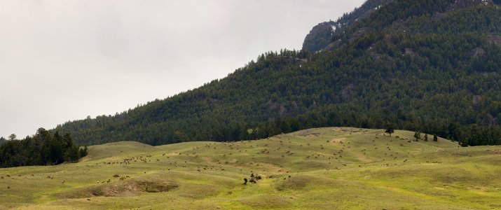Elk herd, Sepulcher Mountain