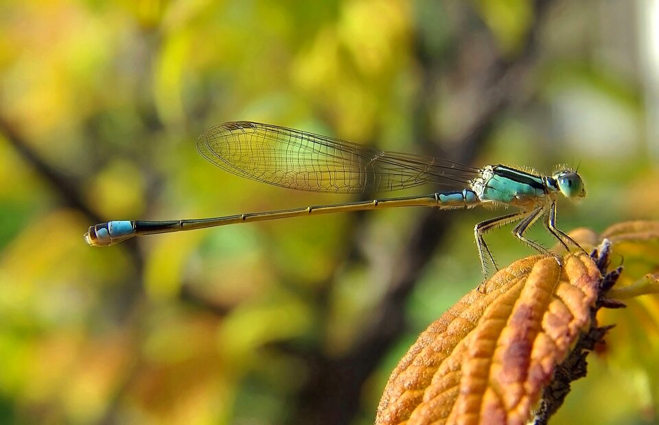 Common bluetail macro nature