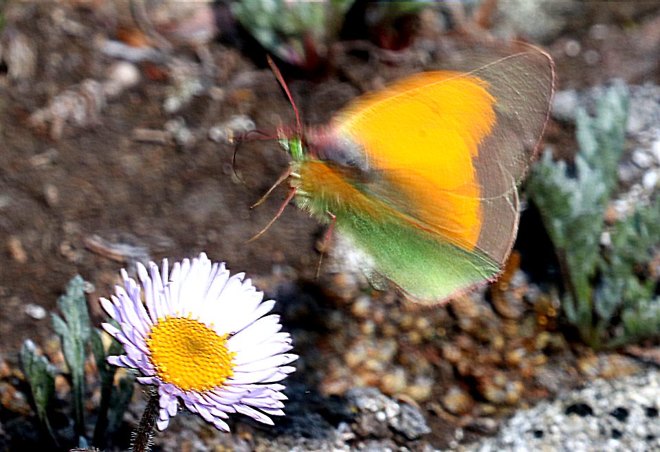 SULPHUR, MEAD'S (Colias meadii) (7-16-2020) 12300 ft, trail ridge pass, rocky mt nat park, larimer co, co -03