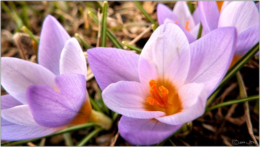 Crocuses photo