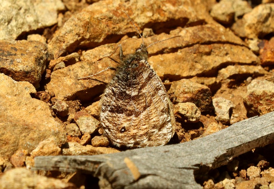 ARCTIC, CHRYXUS (Oeneis chryxus)(7-31-2019) 11800 ft, lobo overlook off wolf creek pass, san juan nat forest, mineral co, co -06
