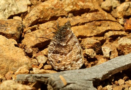 ARCTIC, CHRYXUS (Oeneis chryxus)(7-31-2019) 11800 ft, lobo overlook off wolf creek pass, san juan nat forest, mineral co, co -06