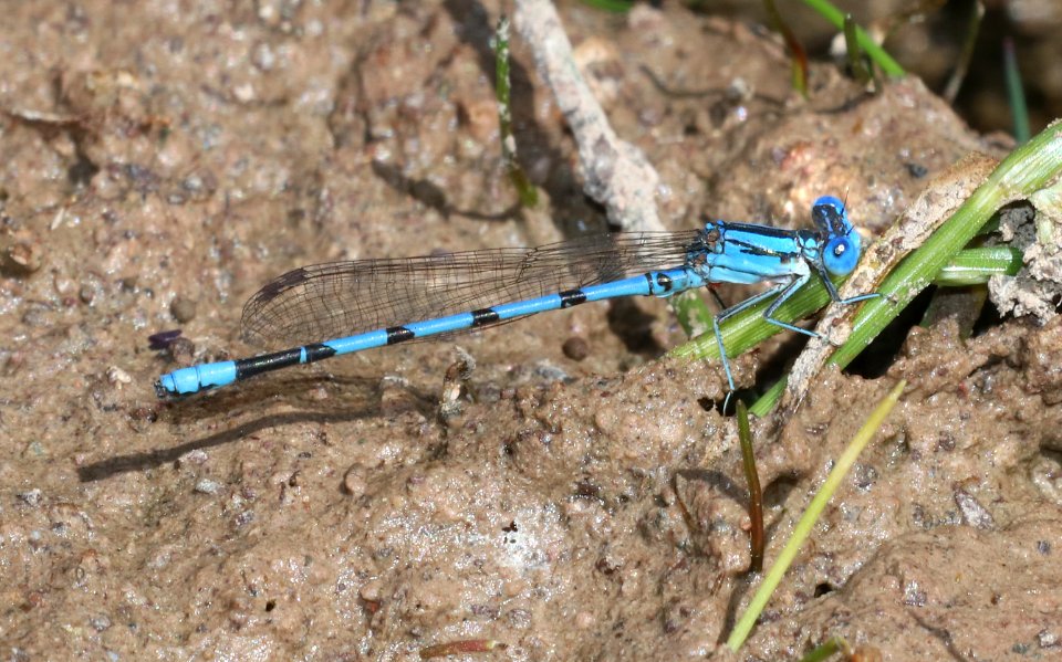 DANCER, AZTEC (Argia nahuana) (10-1-2020) bear creek, huachuca mts, cochise co, az -08 male