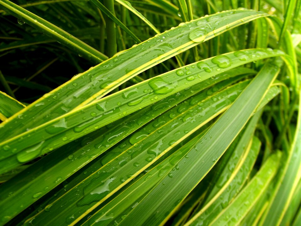 Blade of grass blades of grass macro