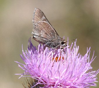 SKIPPER, VIERECK'S (Atrytonopsis vierecki) (5-22-2020) 6082 ft, mile marker 123.3, rte 60, approx 11 air miles west of socorro, socorro co, nm (2)