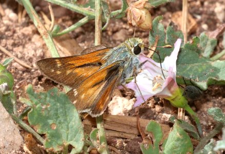 SKIPPER, NEVADA (Hesperia nevada) (7-13-2020) 9250 ft, green's peak, apache co, az (6)