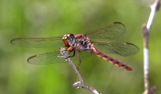 SKIMMER, ROSEATE (Orthemis ferruginea) (10-27-2020) sabal palm sanctuary, cameron co, tx -04 female