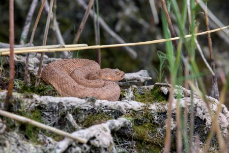 Rattlesnake near Unkar Delta