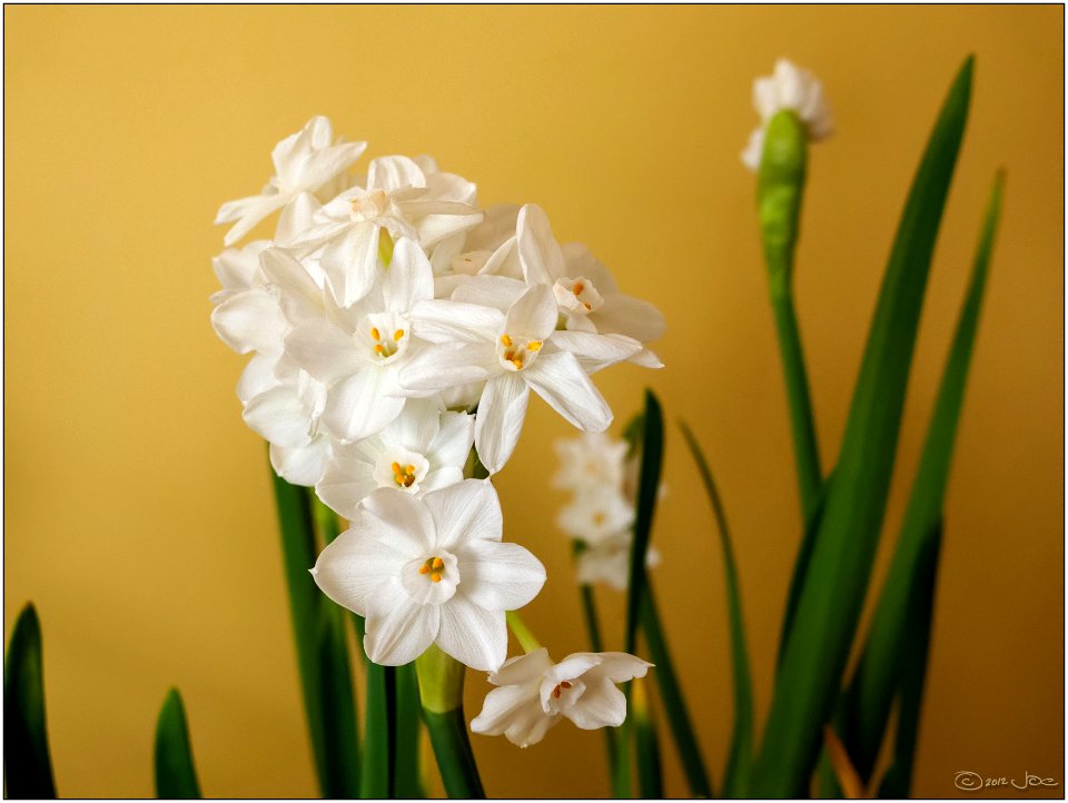 Ziva paper white daffodils