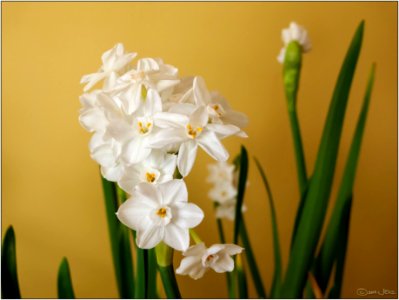 Ziva paper white daffodils
