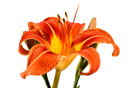 Day Lily photo
