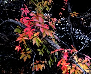 HUACHUCA MOUNTAINS, Ramsey Canyon, AZ (11-2-2019) fall color -23 PHOTOSHOP WATERCOLOR