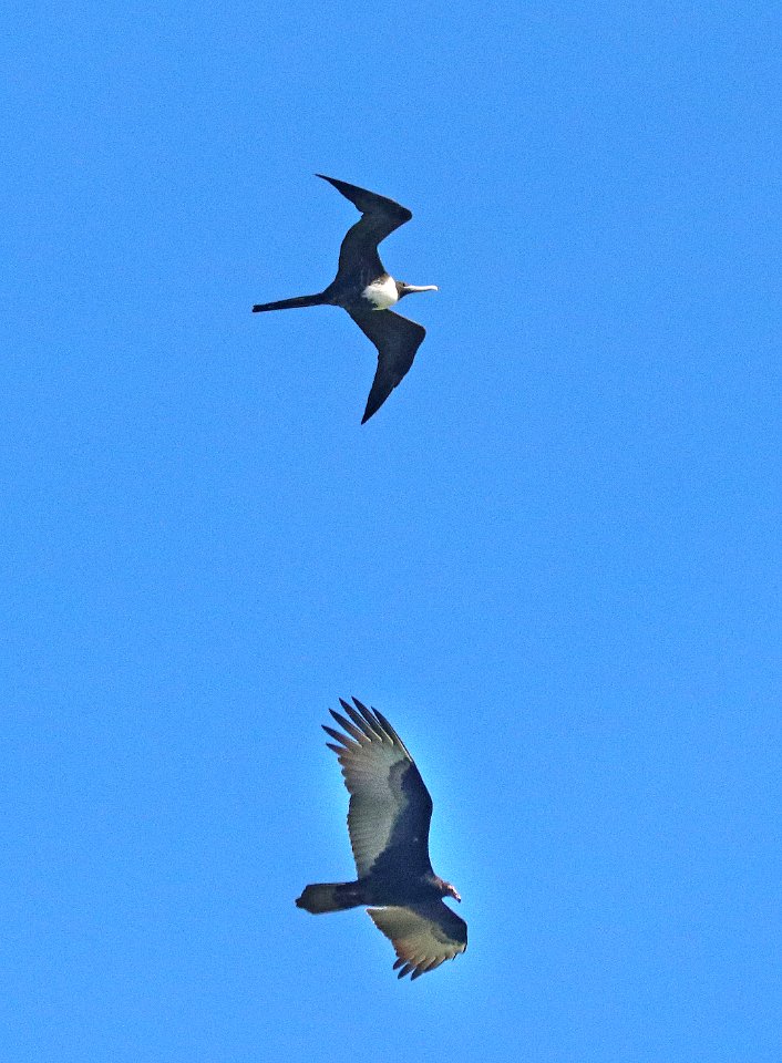 160 - MAGNIFICENT FRIGATEBIRD (1-3-2020) key west, florida -03 with T Vulture
