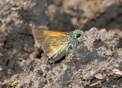 SKIPPER, TAWNY-EDGED (Polites themistocles) (6-19-2020) 9200 ft, udall park tanks, green's peak area, apache co, az -01