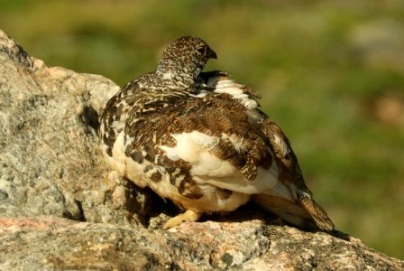 083 - WHITE-TAILED PTARMIGAN (7-12-2019) medicine bow bend, rock mt national park, grand co, co -12