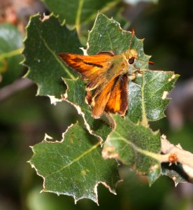 SKIPPER, WOODLAND (Ochlodes sylvanoides) (8-2-2020) 3100 ft, oak-grass-doug fir habitat, trinity co, ca -06