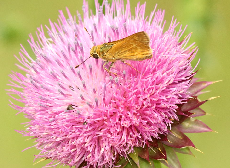 BROKEN-DASH, SOUTHERN (Walengrenis otho) (5-5-2019) lost maples state park, bandera co, tx -01
