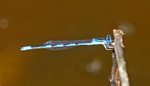 BLUET, DOUBLE-STRIPED (Enallagma basidens) (9-27-2020) pena blanca lake, santa cruz co, az -02 male