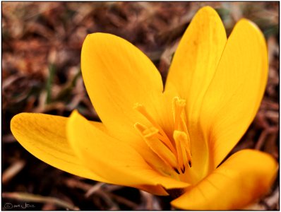 Yellow crocus photo