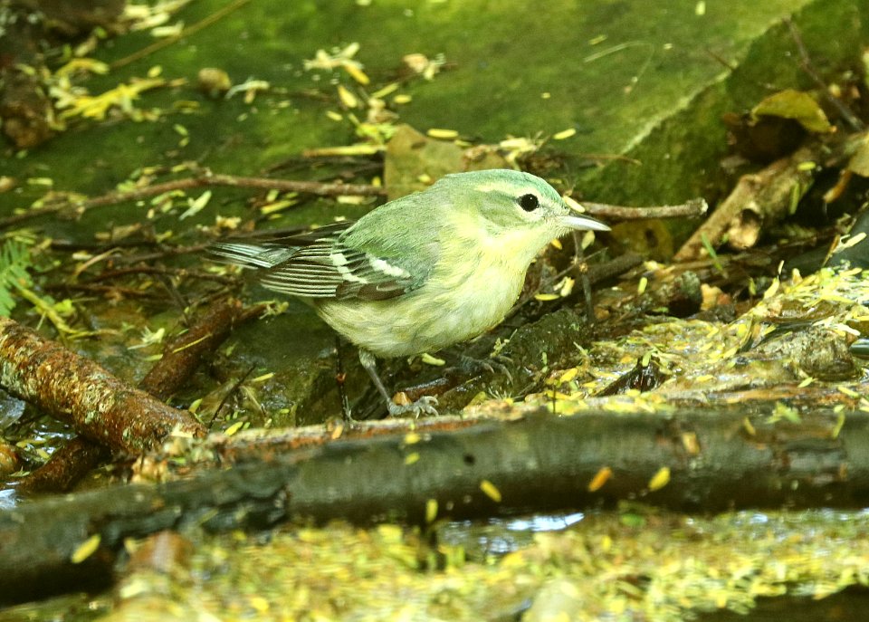 823 - CERULEAN WARBLER (4-28-2019) female, convention center, south padre island, cameron co, tx -01