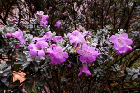 Emu Bush ( Eremophila warnesii)