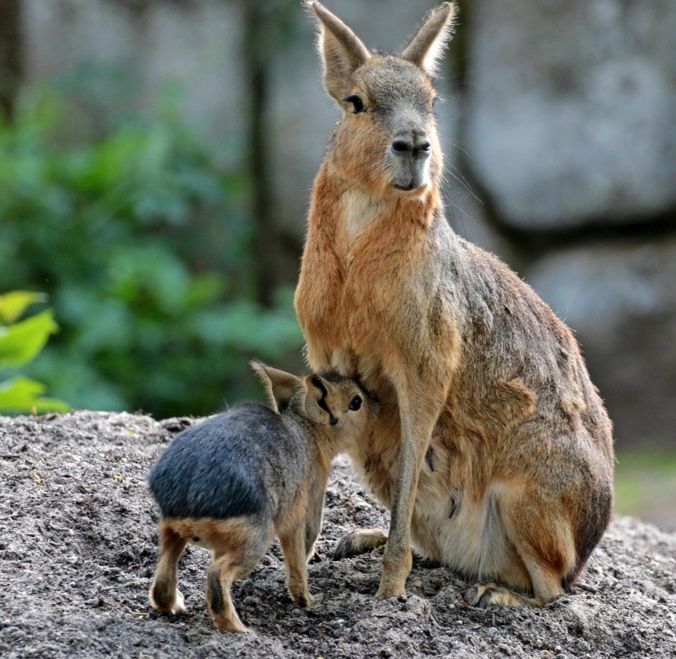 Patagonian hare artis BB2A1162