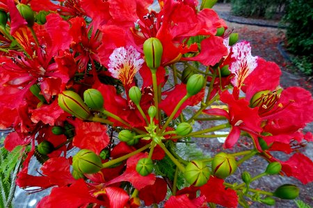 Street tree - Poinciana photo