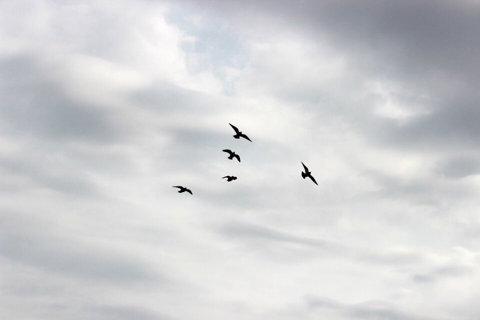Pigeons pen wings