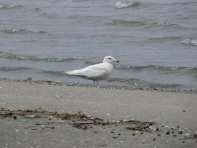 Glaucous Gull