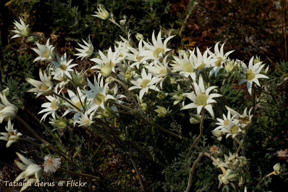 Flannel flower (Actinotus helianthi)